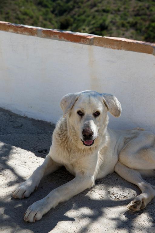 Cortijo Juan Salvador Guest House Olias Luaran gambar